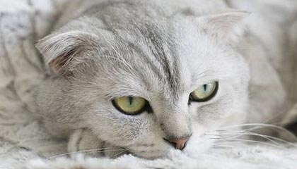 爱游戏中国官方网站平台-政府资金投入助力威尔士青训体系建设，威尔士2022