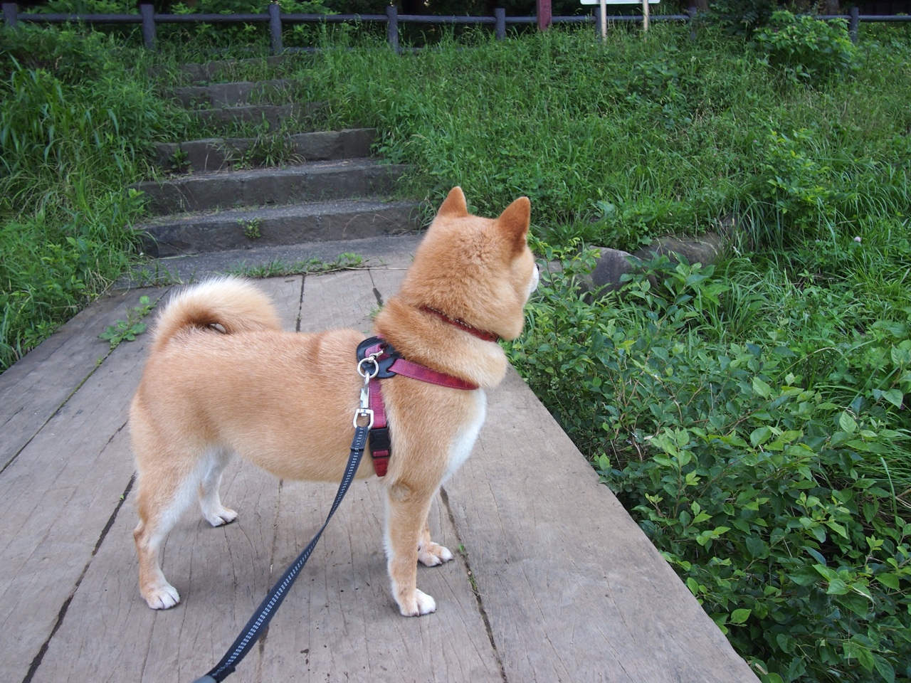 “中国女足争夺亚洲杯冠军，迈向新高峰”，中国女足 亚洲杯