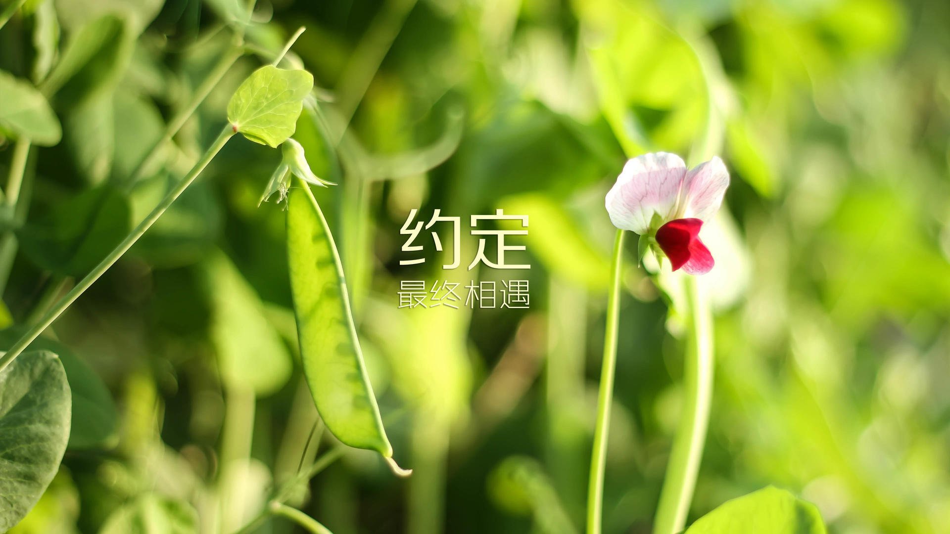 东契奇父亲身份首次公开露面，引爆社交媒体，东契奇 父母