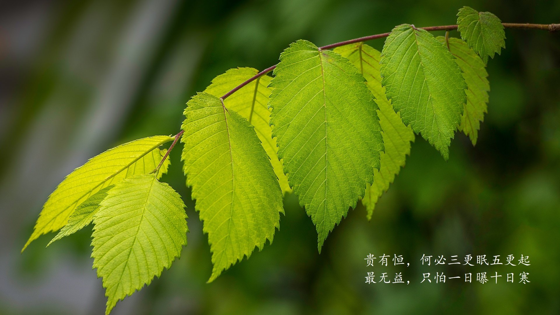 主力球员绝杀瞬间，锁定胜利之门，足球绝杀球