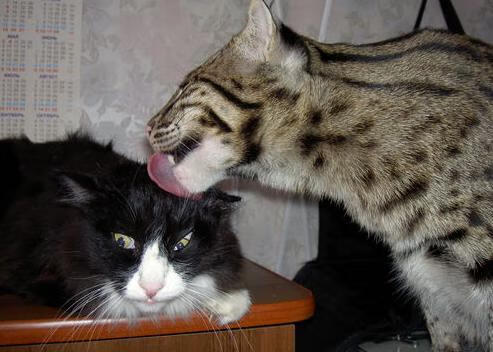 中国棒球联赛重启 吸引众多年轻观众,中国棒球联赛官网