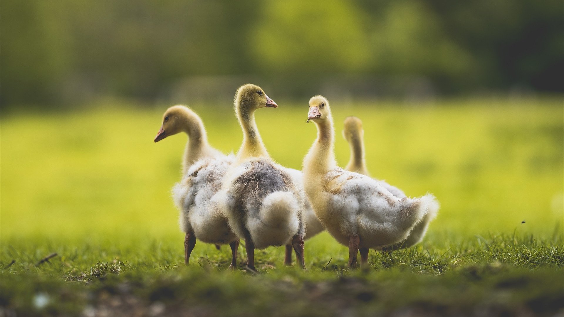 爱游戏体育（AYX）官方APP下载-国际热身赛中国足球战平 球迷分析攻防转换，国足敲定热身赛对手