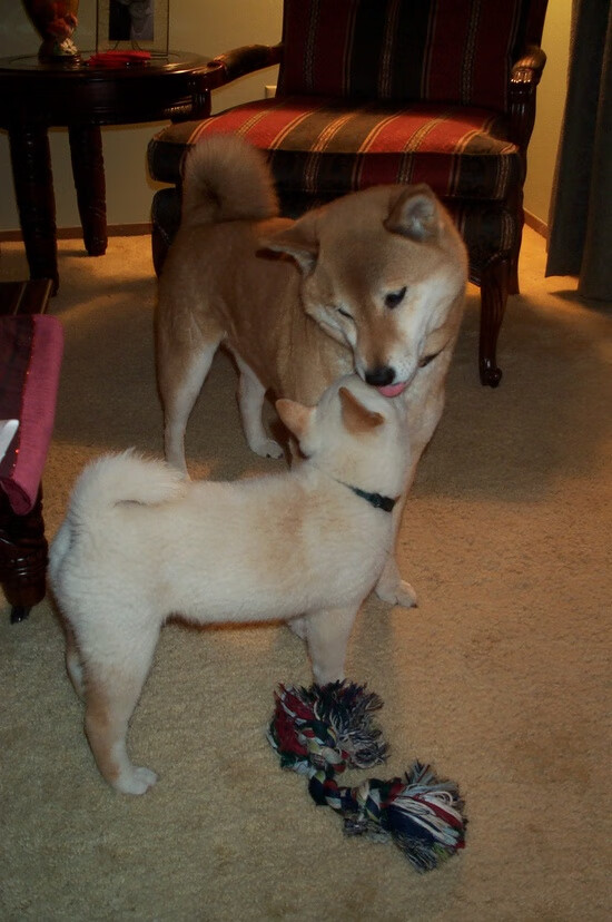 实力派蛙将普里戈达表现不俗，普里戈金百度百科