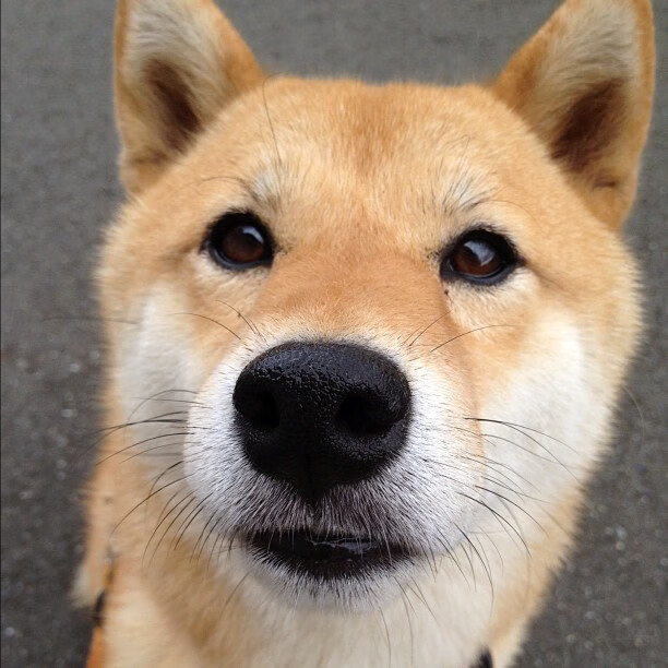 德甲野性十足：攻势如潮，不留余地，德甲最强俱乐部