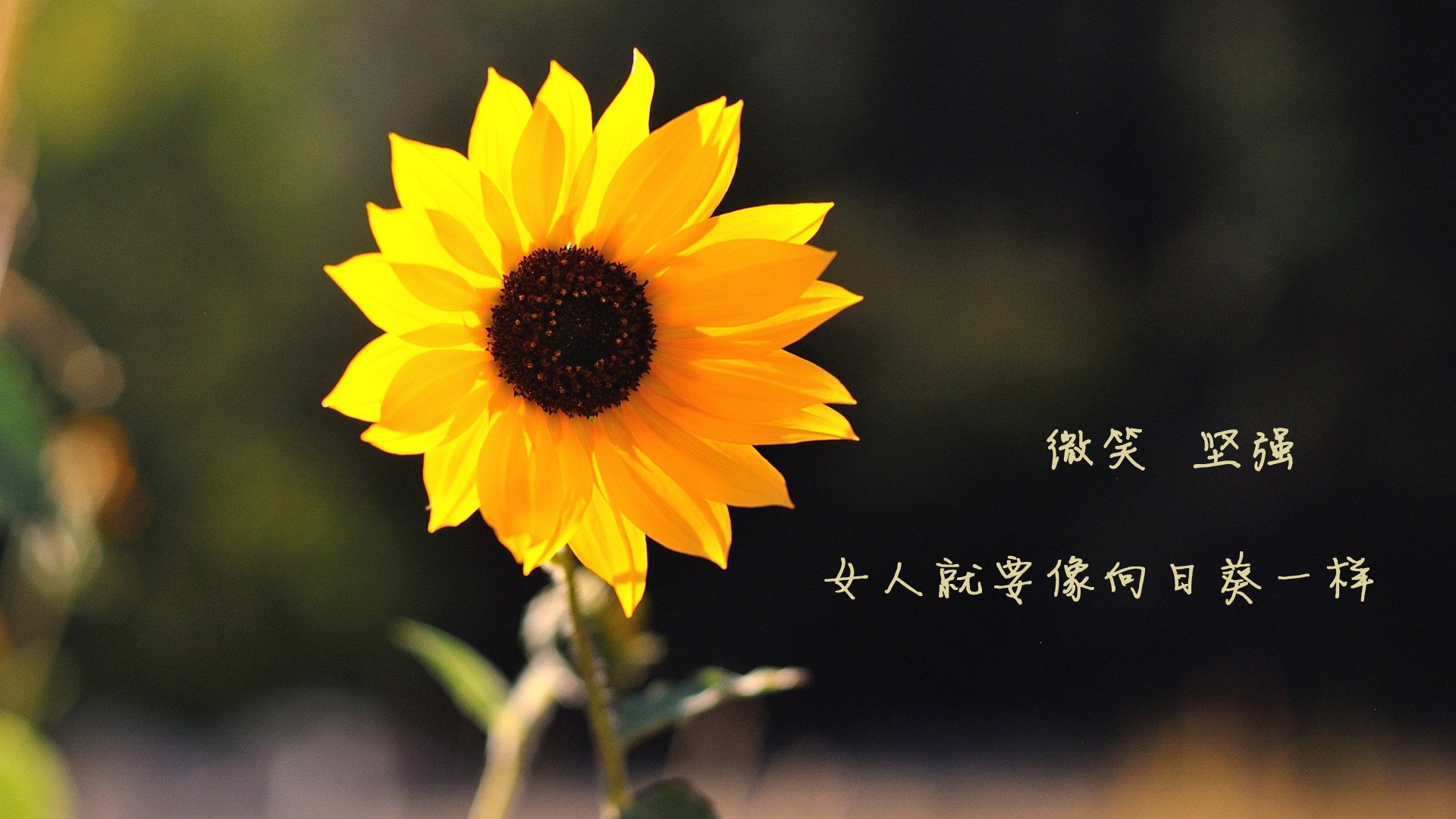 林丹强势反弹全运会，林丹全运会获几次冠军