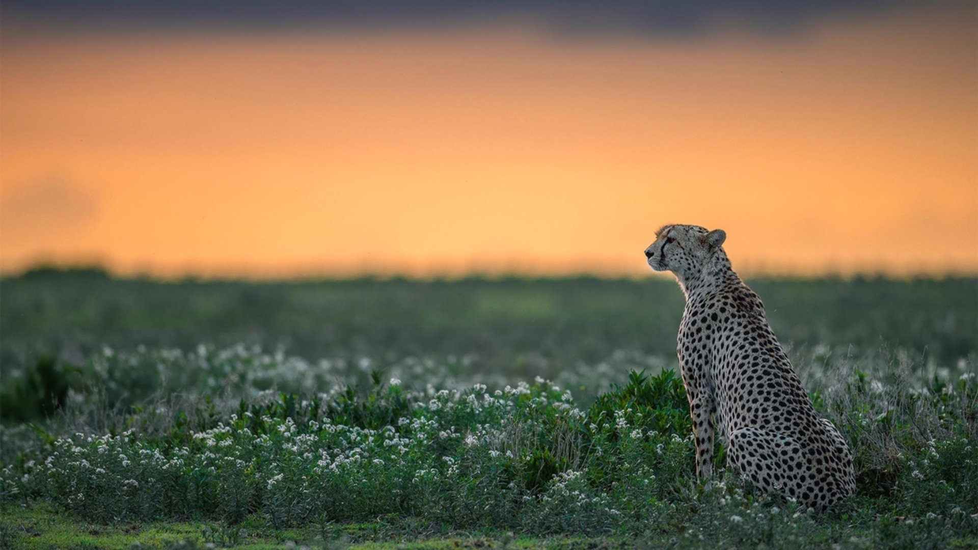 爱游戏体育平台-梅西提前出线世界杯，梅西2020世界杯会返场吗
