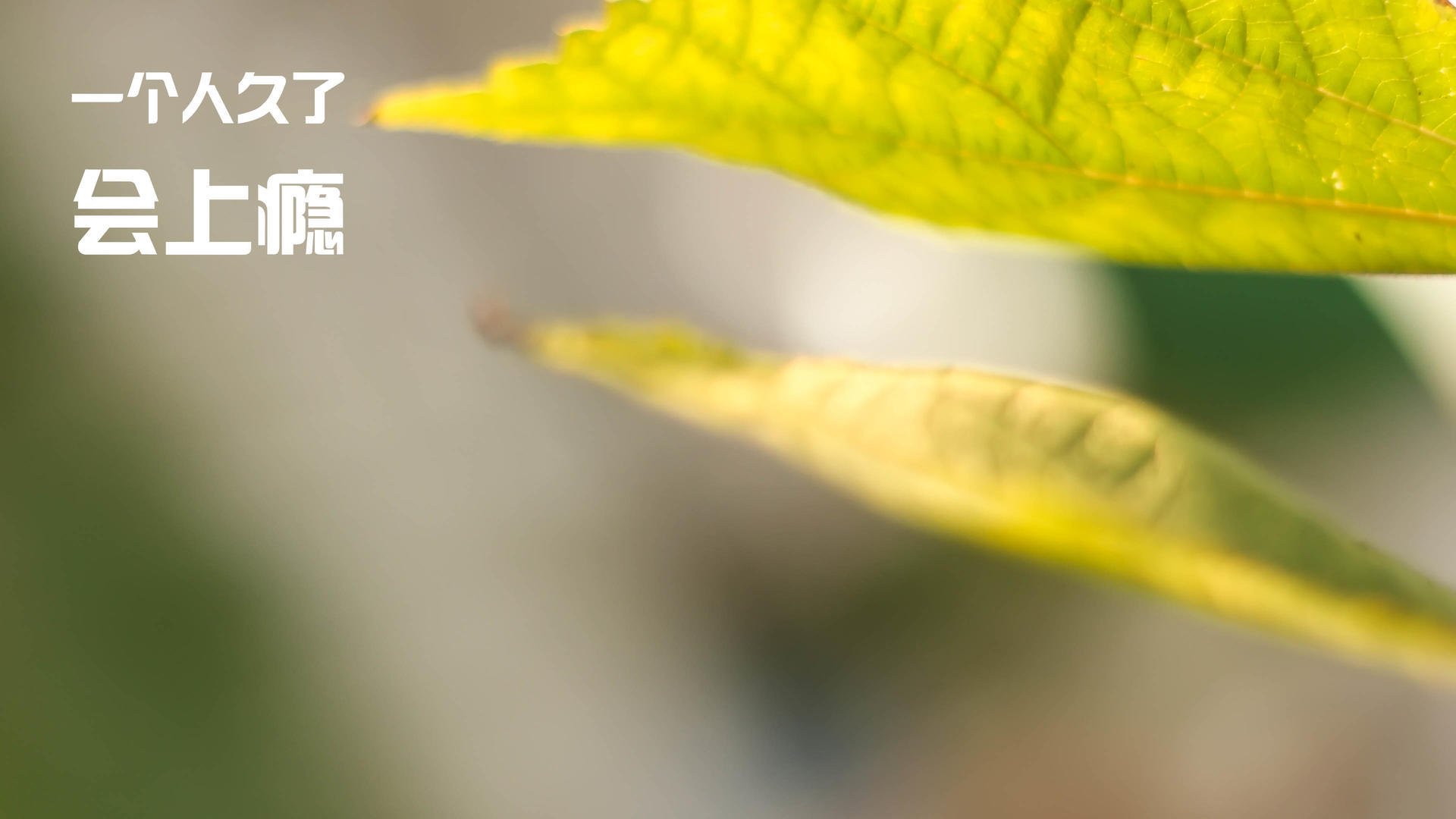 皮特·库策决赛发挥超出预期，皮特比赛视频