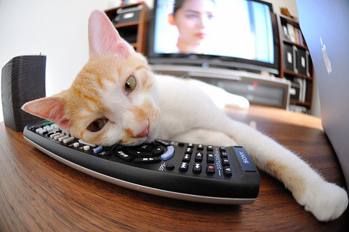 篮网教练称双方默契仍需磨合，篮网将追求大牌教练