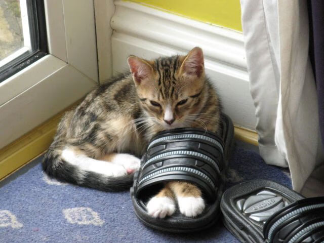 爱游戏综合娱乐-美洲杯明星集体闪耀：突破、精彩、狂欢！，美洲杯巨星